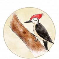 Wally-the-Woodpecker